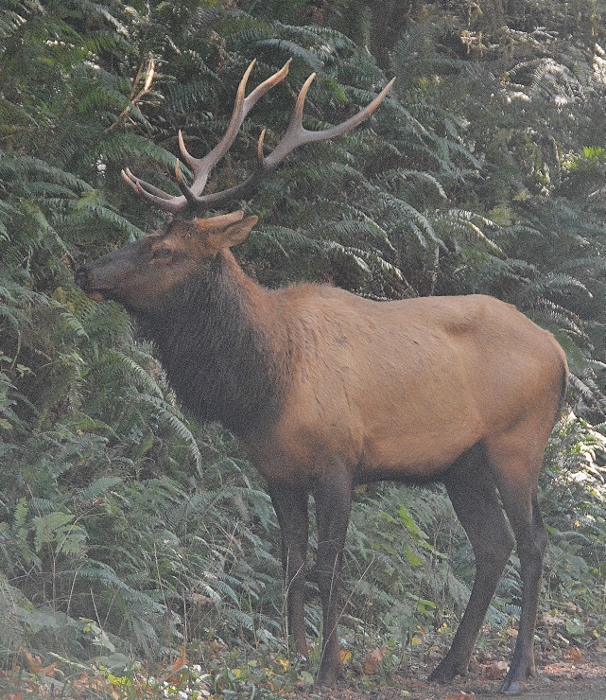 male elk in road